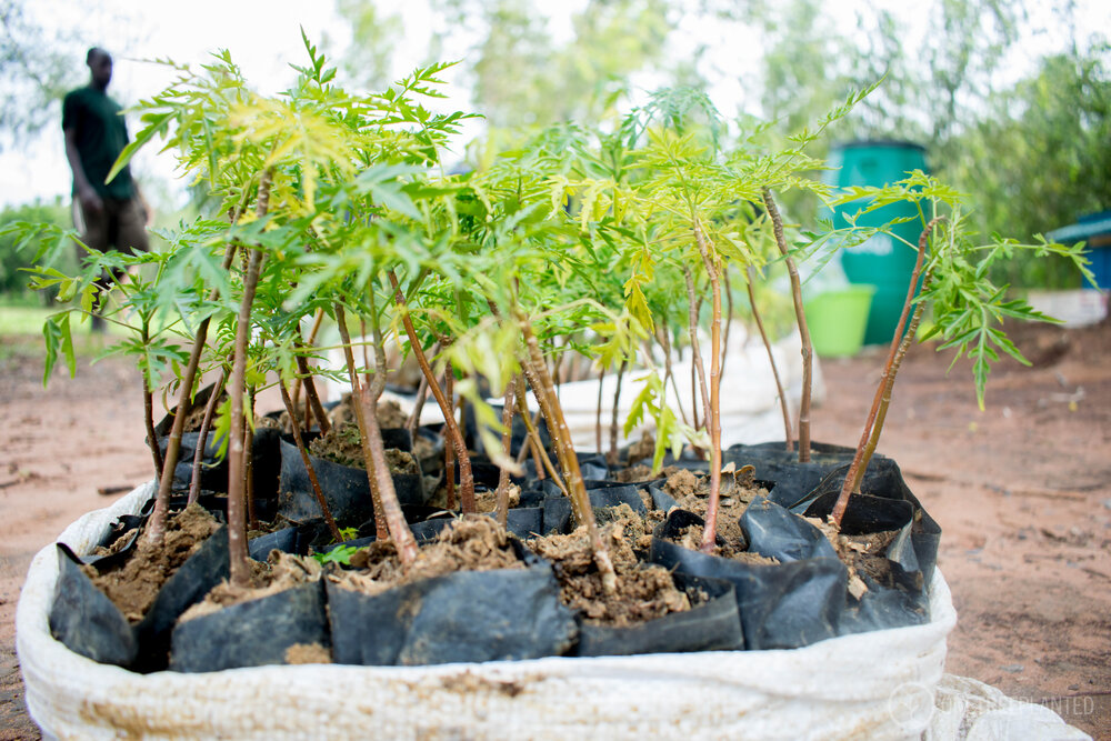 Proud Sponsor of One Tree Planted — Jada Vineyard & Winery
