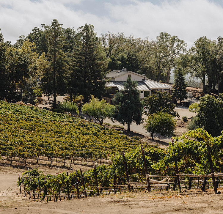 Jada estate and vineyard