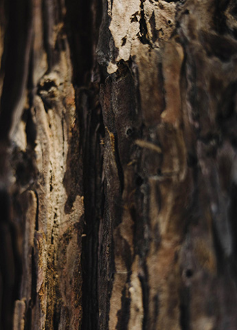 Closeup of tree bark