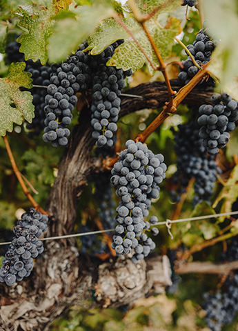 Closeup of grapes at Jada Vineyard