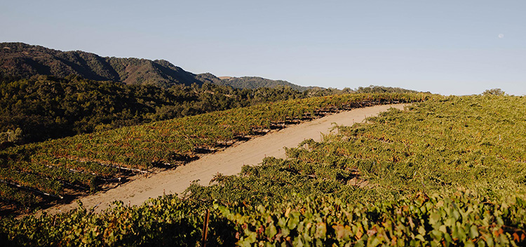 Slope through Jada vineyard