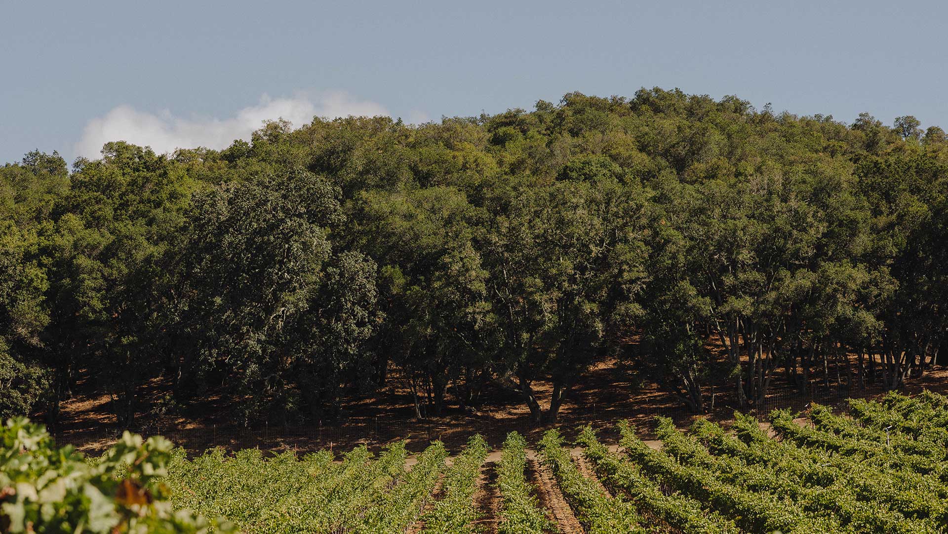 Closeup of Jada vineyard