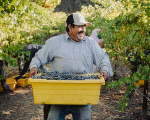Jada Vineyard worker transporting bucket of grapes