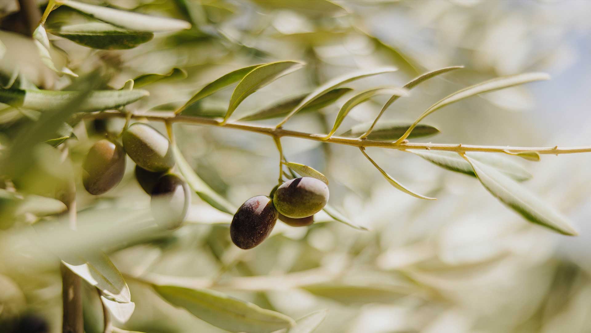 Olive Trees at Jada Vineyard
