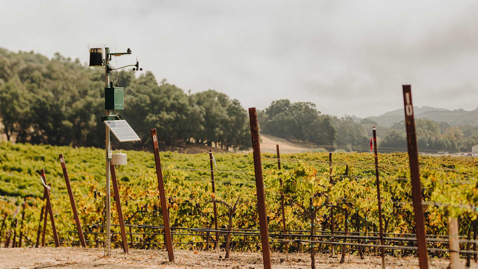 View from the edge of Jada vineyard