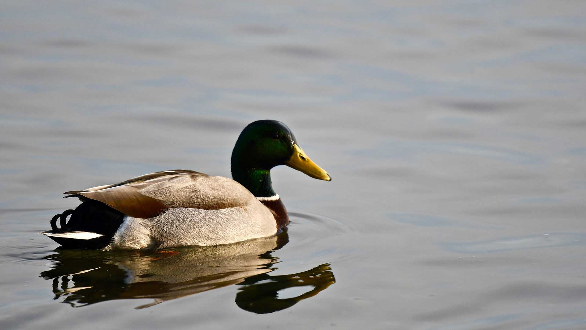 Duck on Jada Vineyard pond