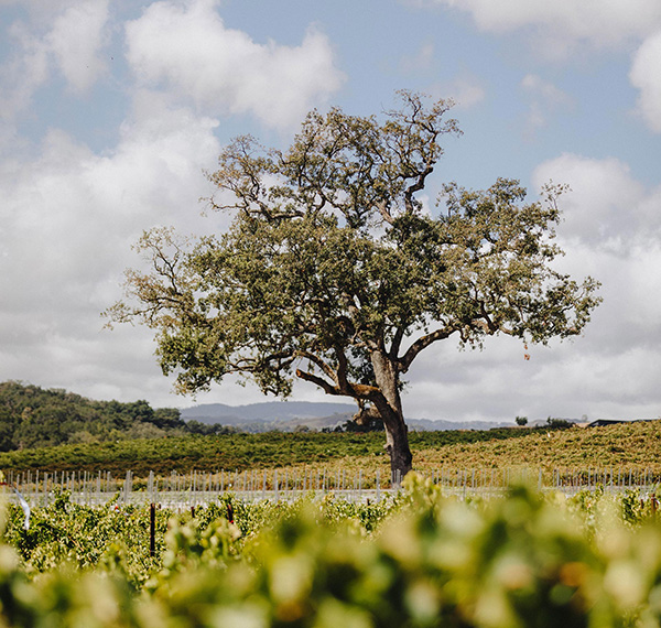 Wedding tree at Jada Vineyard