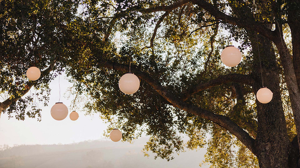 Lanterns hanging from tree at Jada Vineyard Grove