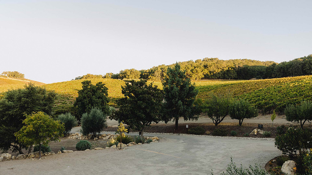 View from Jada Vineyard Tree House