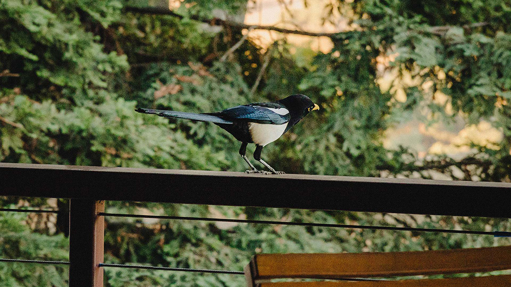 Bird at Jada Vineyard