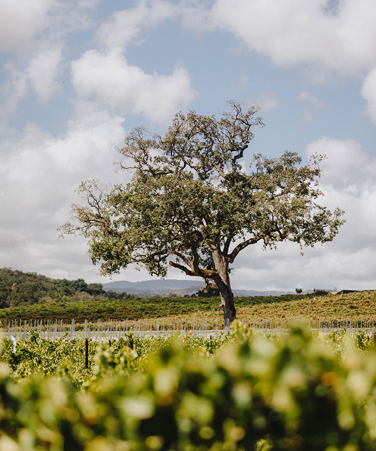 A view of the wedding oak tree in the vineyard.