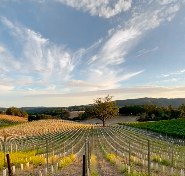 Rows of vines in vineyard