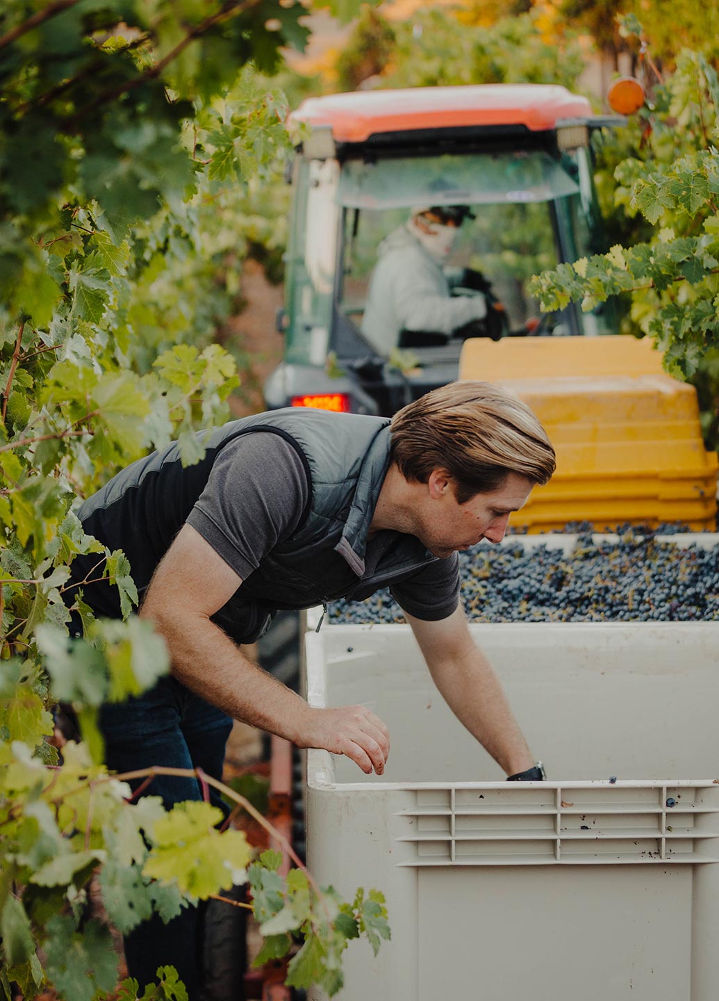 Man looking at grapes during harvest