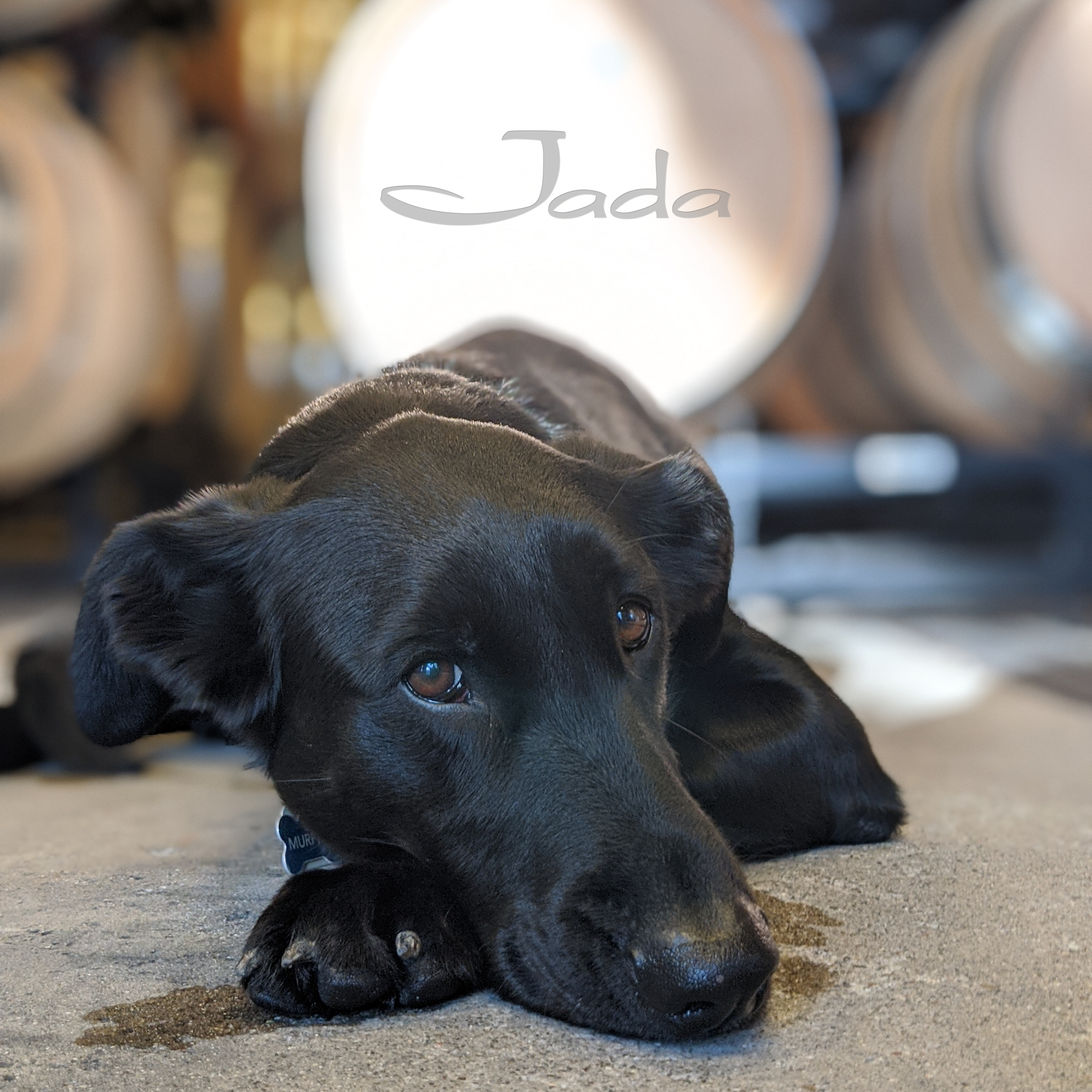April 20th-21st | Bring your animal companion to Jada for Wine 4 Paws Weekend.