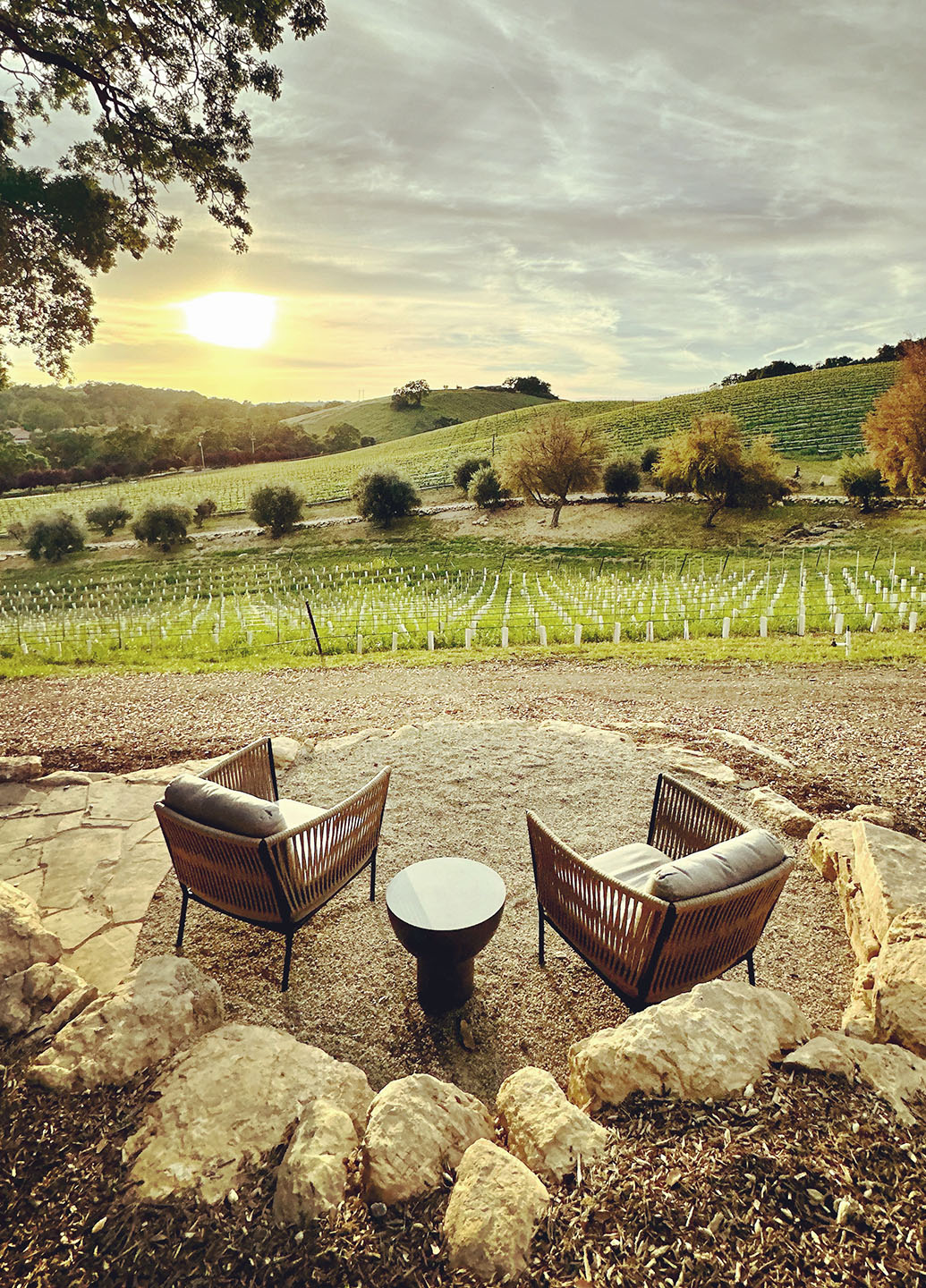 View of vineyard from VIP Lounge