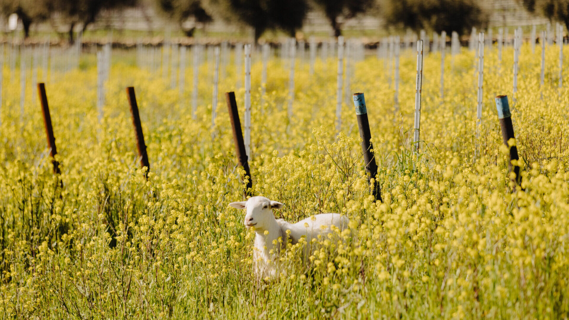 Jada Vineyard in Paso Robles Receives Organic (CCOF) Certification