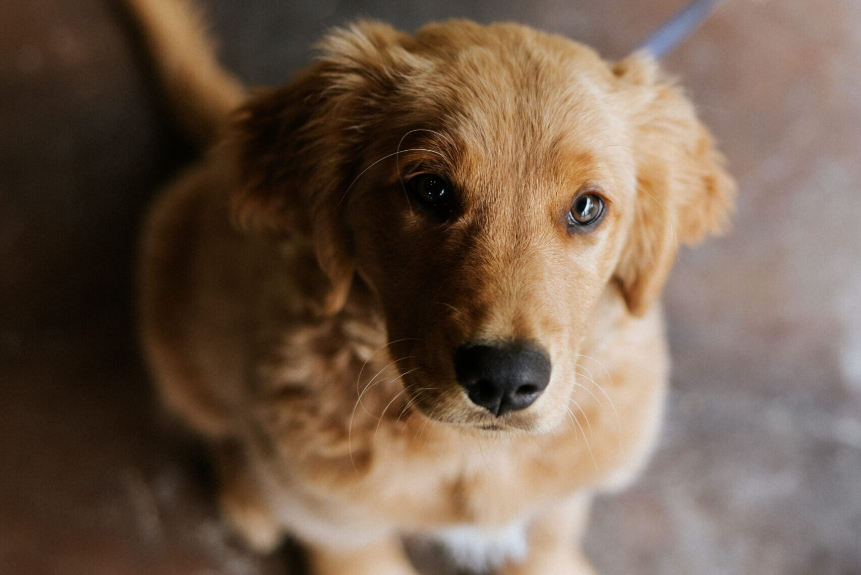 WINE 4 PAWS Weekend at Jada | Bark & Bacon Tasting (Apr 25–26)