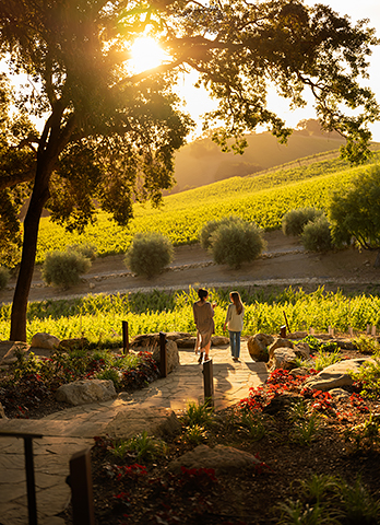 Sunset in the Grove